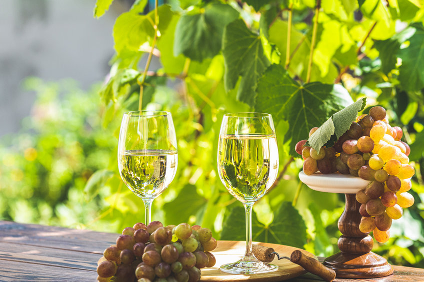 green grape and white wine in vineyard. sunny garden with vineya