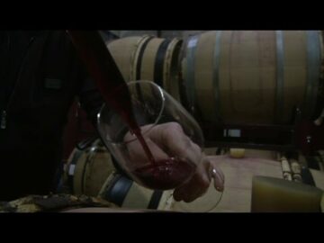 Découvrez le Beaujolais comme jamais : L’odyssée biologique de Julien Sunier ! découvrez le beaujolais comme jamais : l’odyssée biologique de julien sunier !