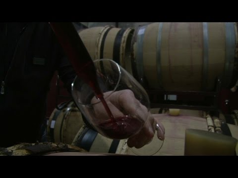 Découvrez le Beaujolais comme jamais : L’odyssée biologique de Julien Sunier ! découvrez le beaujolais comme jamais : l’odyssée biologique de julien sunier !