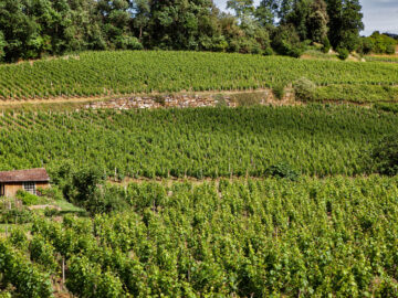 Perspectives Innovantes pour la Viticulture de Demain Viticulture in Summer in St Emilion French village
