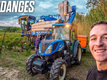 Vendanges : comprendre cette étape cruciale de la viticulture vendanges : comprendre cette étape cruciale de la viticulture