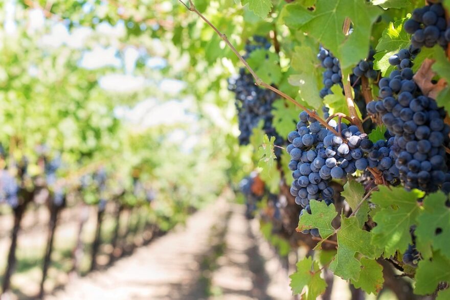 Voyage en Suède : immersion au cœur des vignobles les plus réputés du pays grapes 553462 960 720